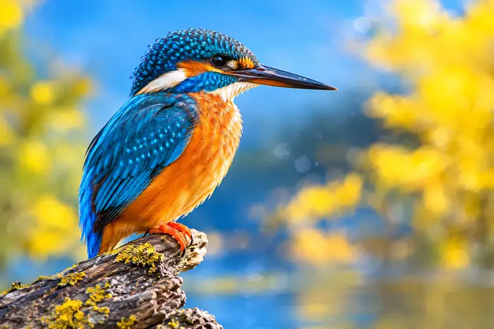 Beispielhaftes Wildtierbild, kein Ergebnis zum Bild entblurren